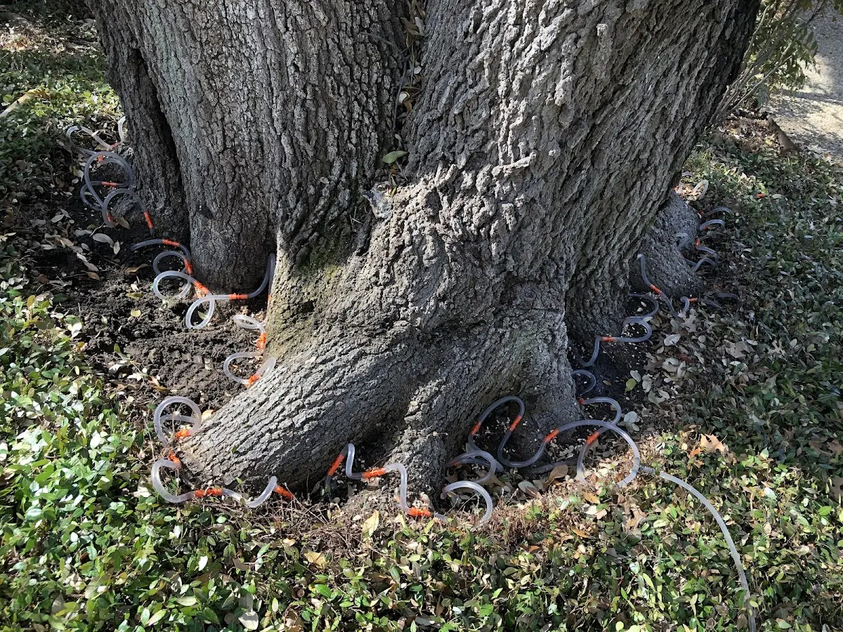 Detailed Tree Cabling and Bracing job site in Arroyo Seco